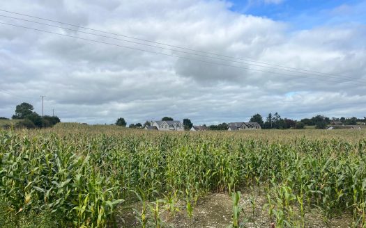 c.132 ACRES MAIZE STANDING CROP FOR SALE